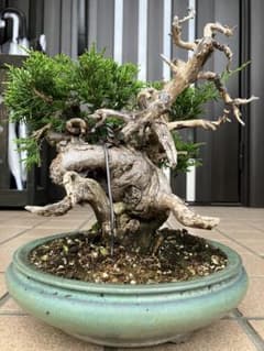 新春大特価！ 小品盆栽 真柏糸魚川 超極太 究極の逸品！ ー超お勧め品