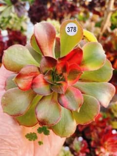 378 香妃錦ハーフ 多肉植物 アエオニウム 抜き苗 - メルカリ