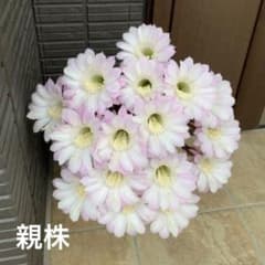 花サボテン　薄ピンクのサムネイル