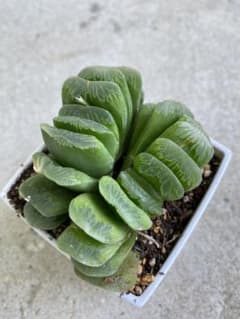 玉扇 多肉植物 ハオルチアのサムネイル