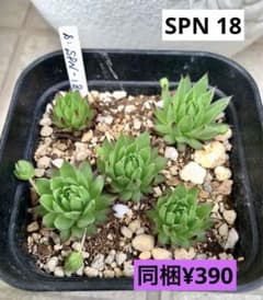 センペルビウム　SPN 18  抜き苗のサムネイル