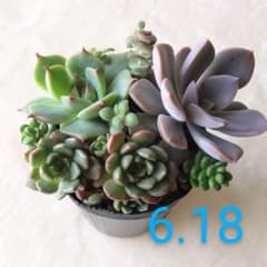 多肉植物☆桃太郎☆デビー☆ピンクルルビーの葉挿しっ子のサムネイル