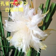 サ*ん様 ⭐️限定品‼️超レア‼️孔雀サボテン、クジャクサボテン 白狐の精、カッのサムネイル