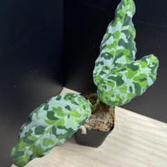 8*3様 アグラオネマ ピクタム トリカラー Andaman ポートブレア北部地