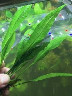 ミクロソリウム【無農薬▪️水中葉】のサムネイル