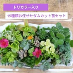 15種類お任せセダムカット苗セット - メルカリ