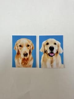 赤の他人のゴールデンレトリバーの証明写真 カプセルトイ　2枚セットのサムネイル