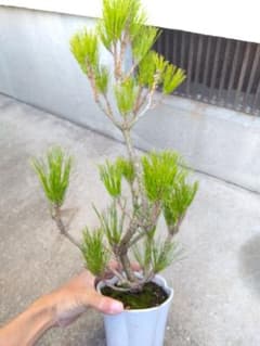 蛇の目松 斑入り 4号陶器鉢つき ⑨ - メルカリ