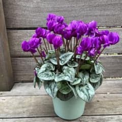 最終値下げ 八重咲き 芳香シクラメン フェアリーピコ プチダブル