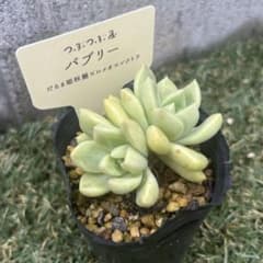 ❣️バブリー❣️ つぶつぶ屋さん 多肉植物 エケベリア - メルカリ
