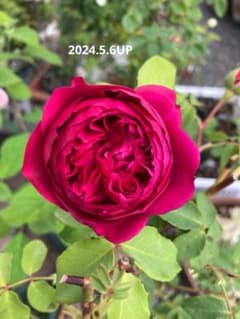 ♡Catガーデン／バラ　挿し穂苗　2025.11.16更新 ♡Catガーデン／バラ 挿し穂苗 2025.11.16更新 - メルカリ