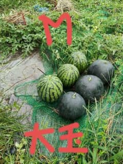 尾花沢すいか 山形県産 大玉のサムネイル