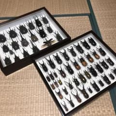 貴重 まとめ売り 甲虫 標本のサムネイル