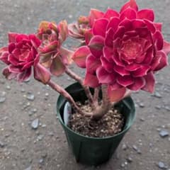 アエオニウム 多肉植物のサムネイル