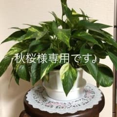 、のサムネイル
