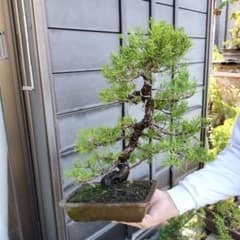 鉢ごと発送 盆栽 糸魚川真柏 37年生 BONSAI インテリア 送料無料 真柏 
