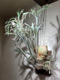 Veitchii wild vp#10 OC ベイチーワイルド　子株 Veitchii wild vp#10 OC ベイチーワイルド 子株 - メルカリ