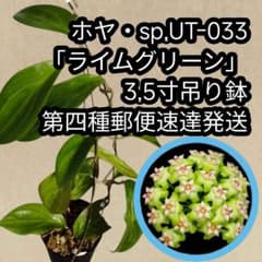 ホヤ・sp.UT-033 3.5寸吊り鉢 第四種郵便速達発送 サクララン - メルカリ