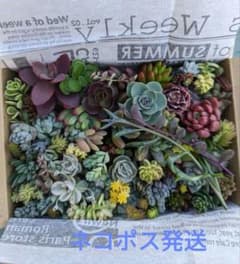 多肉植物 カット苗 詰め合わせのサムネイル