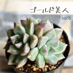 多肉植物【ゴールド美人】エケベリア ポットごと or 抜き苗 6㎝ポット