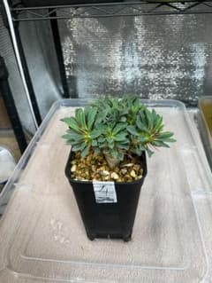 ユーフォルビア ギラウミニアナ 実生 塊根植物　4のサムネイル