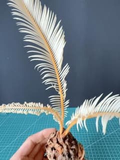 A20黄金ソテツ 斑入りソテツ 白い蘇鉄 モンステラ 蘇鉄 変異 ソ