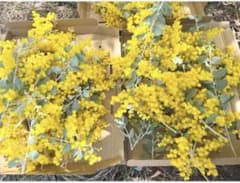 フレッシュ パールアカシア ミモザ - メルカリ