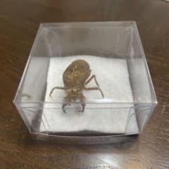 蝉　蝉の抜け殻　セミ　オブジェ　虫好き　金属製　標本 蝉の抜け殻 ケース入り セミの抜け殻 蝉 セミ 抜け殻 夏休み 自由研究