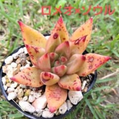 多肉植物　エケベリア　ロメオ×ソウルのサムネイル