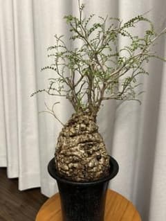 オペルクリカリア パキプス 現地球 発根済 みやび鉢 グラキリス