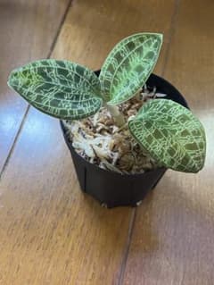 マコデスペトラ　1株のサムネイル
