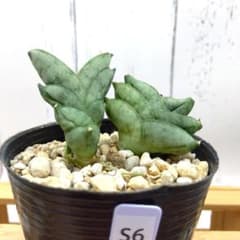 S6 サンスベリア トリプルナイン 超希少 メルカリ便 ポリポットごと