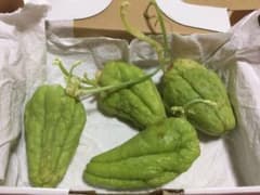 ☆緑のハヤトウリ（種よう４個）ゆうパケットプラスのサムネイル
