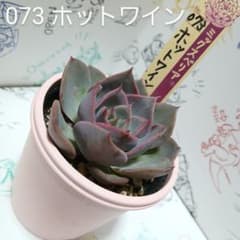 おらいさん苗 ミックスベリア 073 ホットワイン【札付き】鉢ごと発送