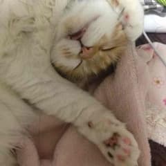 yuki専用のサムネイル