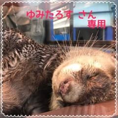 ゆったり半袖シャツのサムネイル