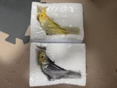 リトルフレンド　リアルフィギュア 置物 インテリア　2種　ルチノーオカメインコ