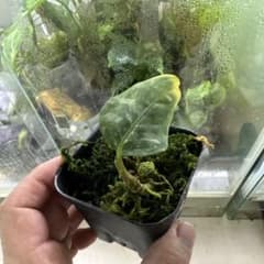 アグラオネマ　アンダマン　ナチュラのサムネイル