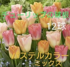☆チューリップの球根☆ 12球 パステルカラーミックス 黄橙 白桃 アプリコットのサムネイル