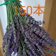 6/18ラベンダー生花150本のサムネイル