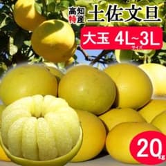 大玉限定☆ご家庭用 高知特産土佐文旦 4L〜3Lサイズ26～36玉入り約20