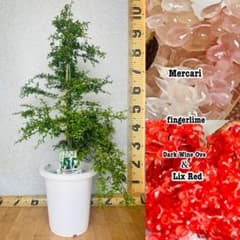 4年生　フィンガーライム／リックスレッドとダークワインオーボの2種接木　8号鉢 4年生 フィンガーライム／リックスレッドとダークワインオーボの2種