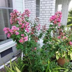 百日紅 サルスベリ 苗木 観葉植物のサムネイル