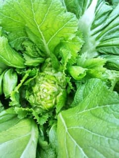 新鮮な子持ち高菜　2キロのサムネイル
