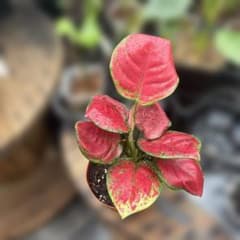 観葉植物 アグラオネマ ビューティーのサムネイル