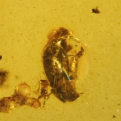 ZA0638虫入り琥珀化石 ミャンマー カムティかタナイ産 9900万年前