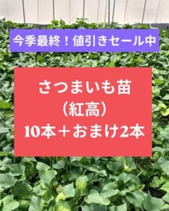 さつまいも苗（紅高）10本＋おまけ2本のサムネイル