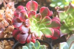 アエオニウム・銅花順錦 - メルカリ