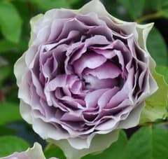 藤色(パープルロゼット）の薔薇 A 発根済バラ苗 - メルカリ