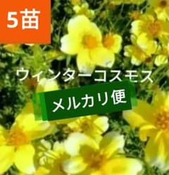 メルカリ便☘️ウィンターコスモス☘️まばら　抜き苗❤メルカリ便❤地域限定　　7苗 普通郵便便☘️ウィンターコスモス☘️まばら 抜き苗❤❤お届け先関西
